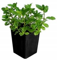 mint-plant-vastu
